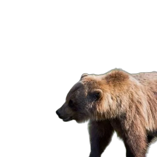 animal, creature, staff, hair, photorealistic, concept art, 3d render, two transparent PNG cut-out
