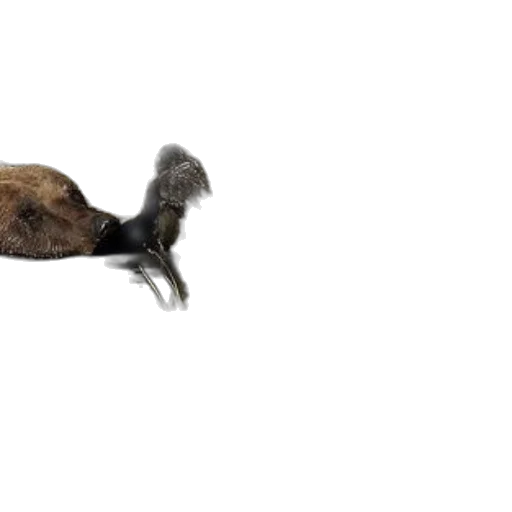animal, hair, creature, staff, photorealistic, 3d render, concept art, bear transparent PNG cut-out