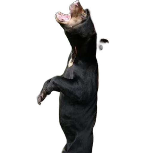 animal, creature, staff, food, 3d render, photorealistic, concept art, black transparent PNG cut-out