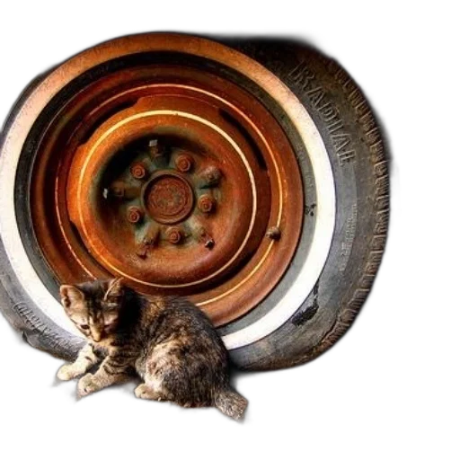 car, shoes, hair, weapon, small, kitten, sits, next transparent PNG cut-out