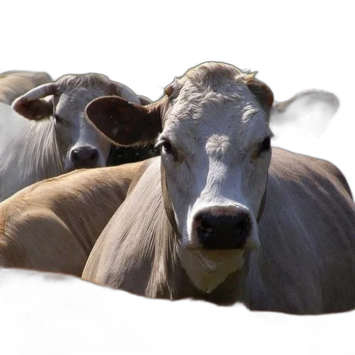 animal, mask, face, hair, photorealistic, 3d render, herd, cows transparent PNG cut-out