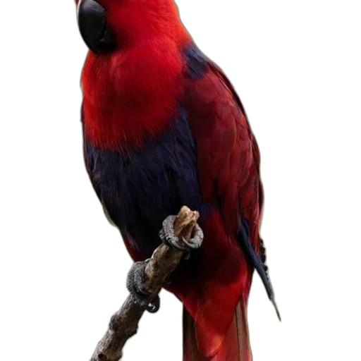 animal, staff, jewelry, weapon transparent PNG cut-out