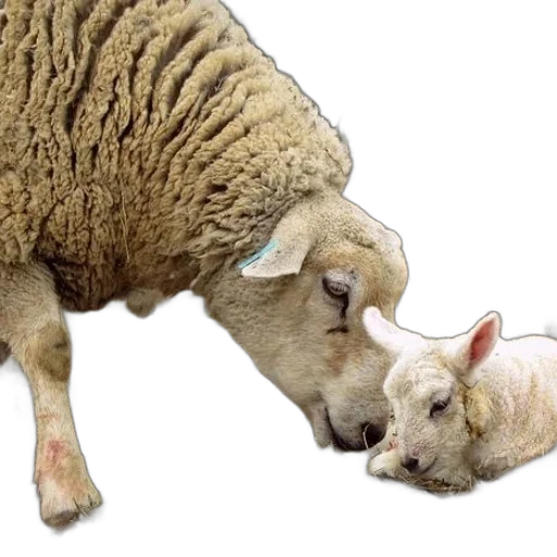 animal, mother, sheep, her, lamb, pen transparent PNG cut-out