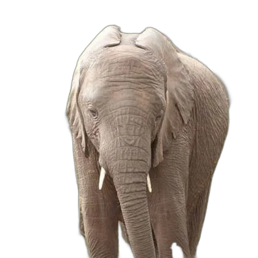 animal, creature, face, mask, photorealistic, 3d render, concept art, majestic transparent PNG cut-out