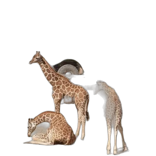 animal, hat, jewelry, furniture, 3d render, concept art, earth tones, group transparent PNG cut-out