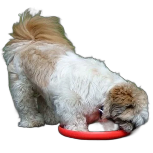 food, animal, creature, photorealistic, fluffy, dog, brown, tail transparent PNG cut-out
