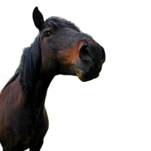 animal, creature, face, staff transparent PNG cut-out