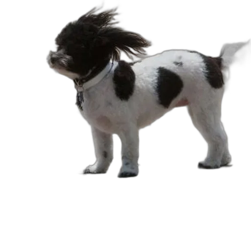 hair, animal, creature, staff, 3d render, photorealistic, concept art, black transparent PNG cut-out