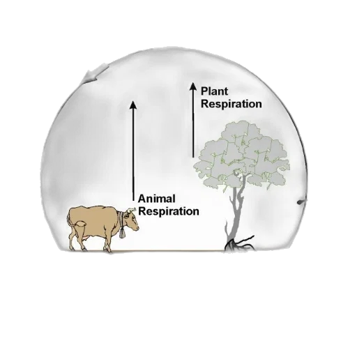animal, tree, diagram, illustrating, carbon, cycle, showing, processes transparent PNG cut-out