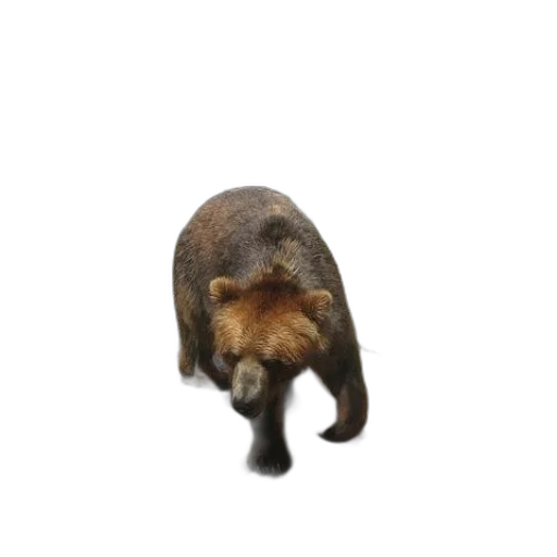 animal, creature, hat, staff, 3d render, photorealistic, concept art, brown transparent PNG cut-out