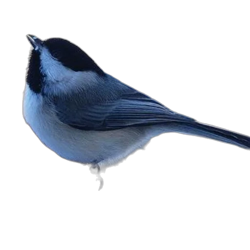 animal, hat, staff, food, photorealistic, 3d render, blue, black-capped transparent PNG cut-out