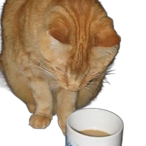 food, animal, staff, photorealistic, orange, cat, sniffing, cup transparent PNG cut-out