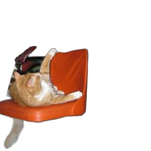 hat, furniture, animal, shoes, 3d render, photorealistic, man, black transparent PNG cut-out