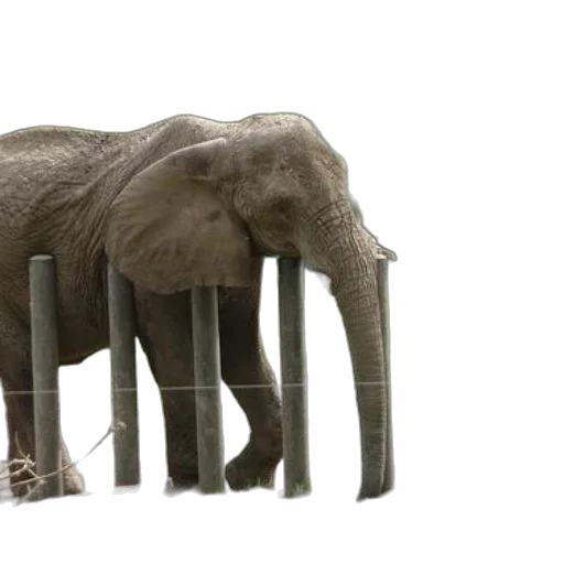 animal, furniture, creature, umbrella, 3d render, concept art, photorealistic, elephant transparent PNG cut-out
