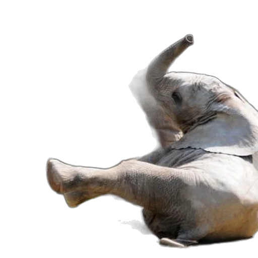 animal, creature, photorealistic, concept art, 3d render, baby, elephant, sits transparent PNG cut-out