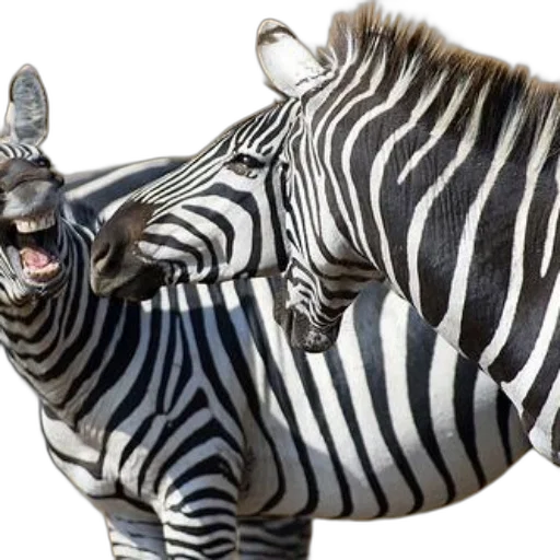 animal, creature, jewelry, weapon, photorealistic, two, zebras, standing transparent PNG cut-out