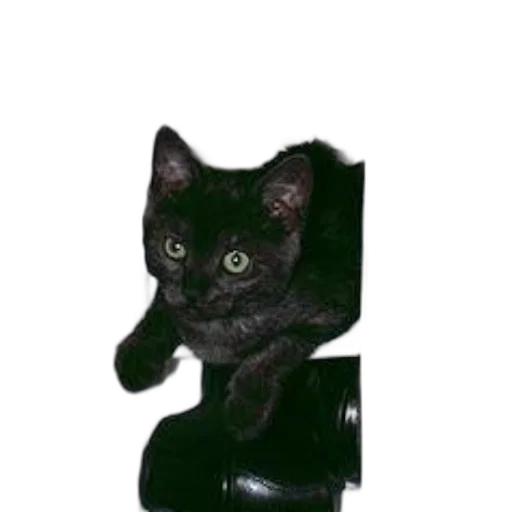 staff, animal, furniture, creature, photorealistic, 3d render, oil painting, black transparent PNG cut-out