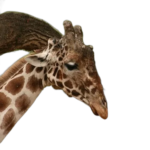 animal, creature, staff, weapon transparent PNG cut-out