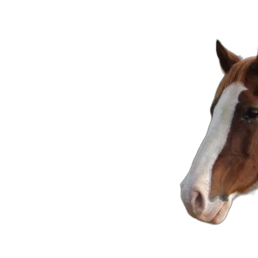 animal, face, creature, hat, photorealistic, 3d render, pixel art, tabby transparent PNG cut-out