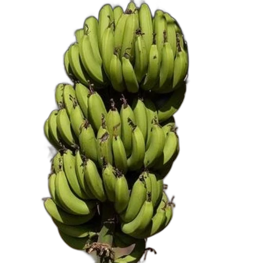 food, animal, crown, weapon, 3d render, photorealistic, concept art, pixel art transparent PNG cut-out