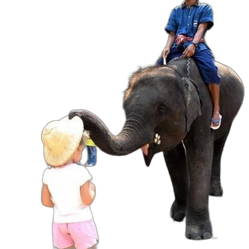 animal, staff, photorealistic, concept art, child, white, shirt, pink transparent PNG cut-out