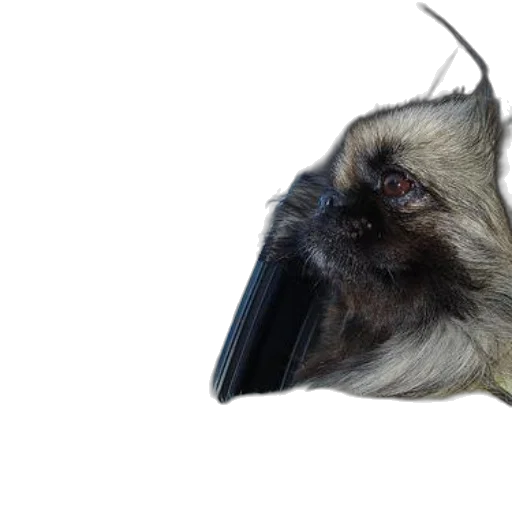 animal, mask, hair, creature, photorealistic, 3d render, fluffy, dog transparent PNG cut-out