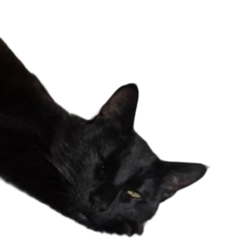 animal, creature, staff, hat transparent PNG cut-out
