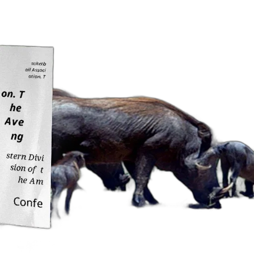 african, wildlife, scene, warthog transparent PNG cut-out