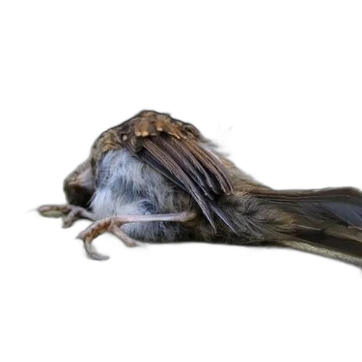 hair, creature, animal, mask, photorealistic, 3d render, concept art, black transparent PNG cut-out