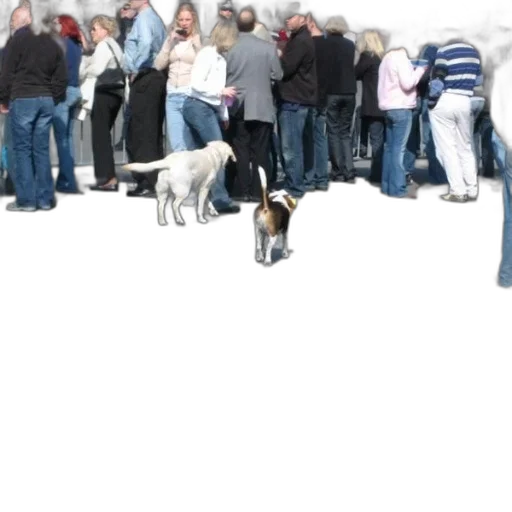 staff, animal, 3d render, two, dogs, walking, down, street transparent PNG cut-out