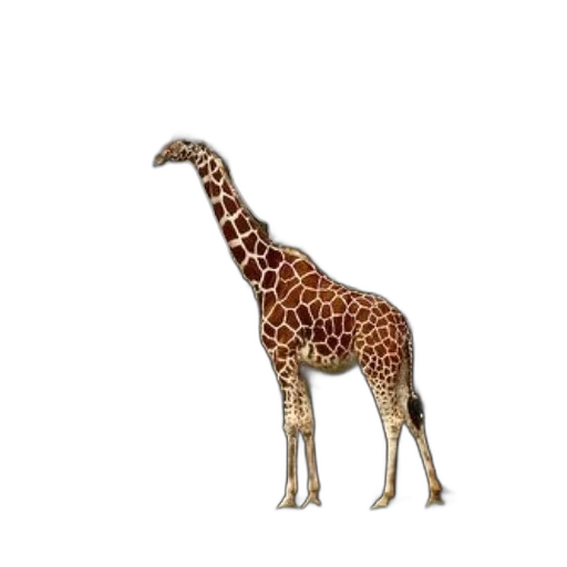 animal, creature, staff, weapon, 3d render, concept art, pixel art, photorealistic transparent PNG cut-out