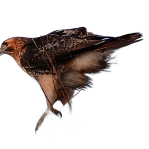 animal, jacket, hair, umbrella, photorealistic, 3d render, concept art, red-tailed transparent PNG cut-out