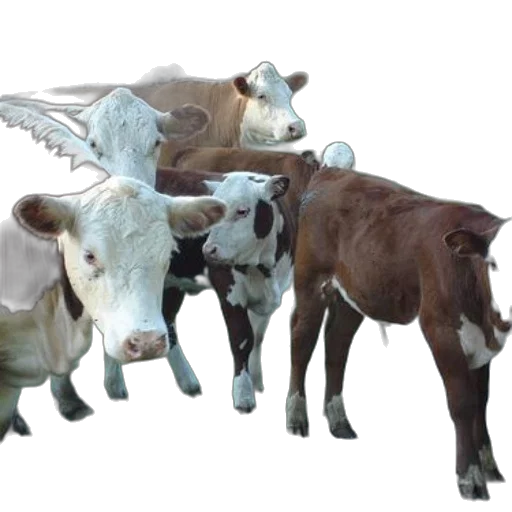 animal, 3d render, photorealistic, concept art, group, cows, standing, dirt transparent PNG cut-out