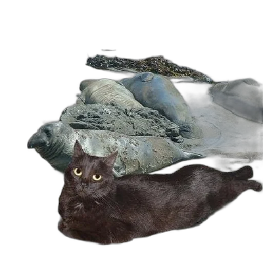 animal, shoes, creature, dragon, photorealistic, concept art, 3d render, underwater transparent PNG cut-out