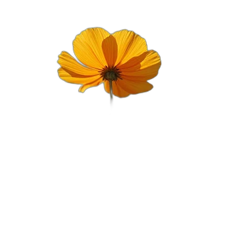 flower, crown, jewelry, hat transparent PNG cut-out