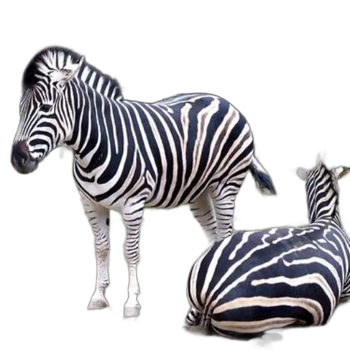 animal, furniture, creature, 3d render, photorealistic, concept art, monochrome, two transparent PNG cut-out