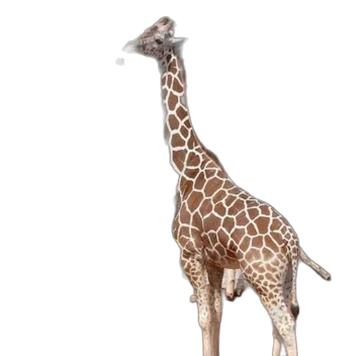 animal, creature, staff, weapon, 3d render, concept art, photorealistic, three transparent PNG cut-out