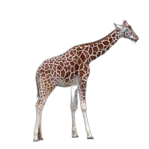 animal, creature, staff, weapon, 3d render, concept art, photorealistic, watercolor transparent PNG cut-out