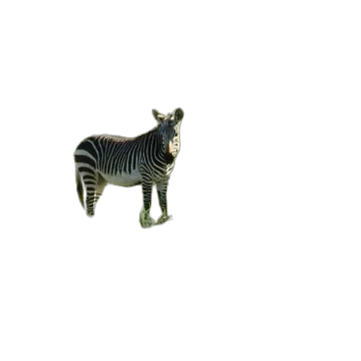 animal, furniture, creature, jewelry, 3d render, photorealistic, concept art, two transparent PNG cut-out