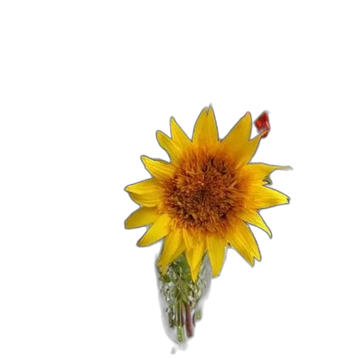 flower, crown, staff, jewelry, 3d render, photorealistic, oil painting, concept art transparent PNG cut-out