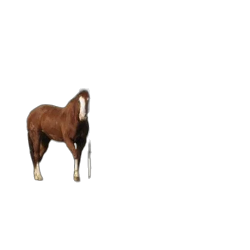 animal, creature, hat, hair, photorealistic, 3d render, pixel art, concept art transparent PNG cut-out