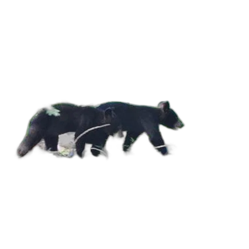 animal, creature, staff, food, 3d render, concept art, pixel art, photorealistic transparent PNG cut-out