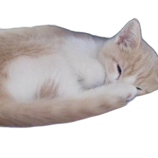 staff, animal, creature, shoes, photorealistic, 3d render, oil painting, concept art transparent PNG cut-out