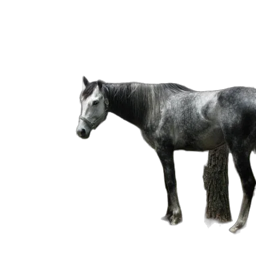 animal, creature, hair, dragon transparent PNG cut-out