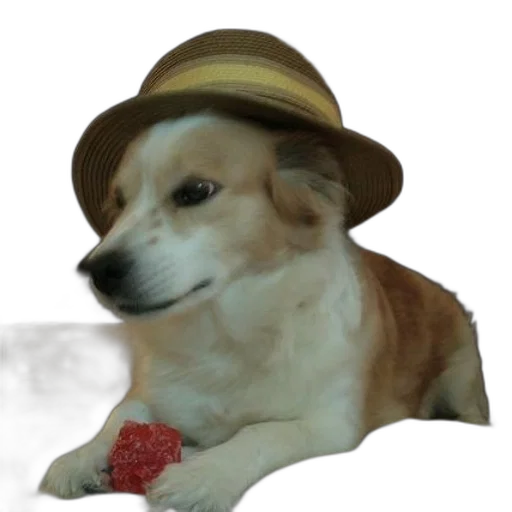 hat, animal, staff, creature transparent PNG cut-out