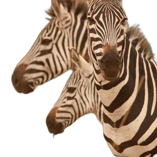 animal, creature, 3d render, photorealistic, concept art, three, zebras, standing transparent PNG cut-out