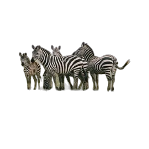 animal, creature, hat, staff, 3d render, concept art, photorealistic, pixel art transparent PNG cut-out