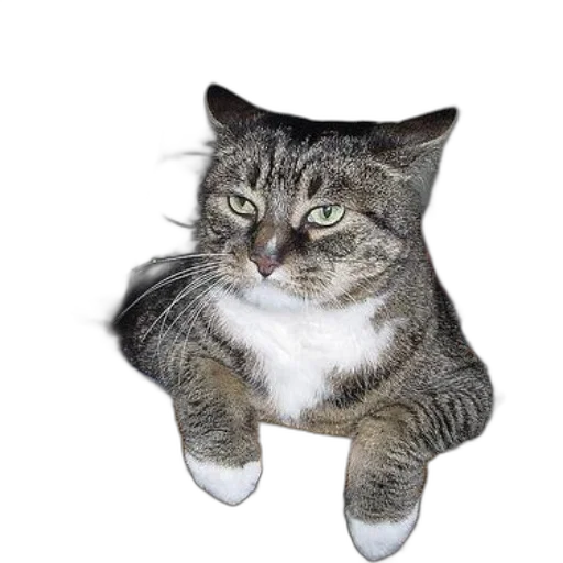 animal, shoes, creature, staff, photorealistic, 3d render, cat, green transparent PNG cut-out