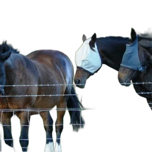 animal, crown, photorealistic, 3d render, concept art, three, horses, wearing transparent PNG cut-out