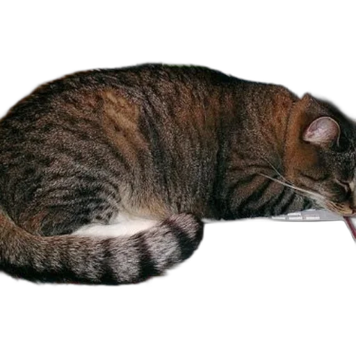 animal, staff, creature, hat, photorealistic, 3d render, concept art, cat transparent PNG cut-out